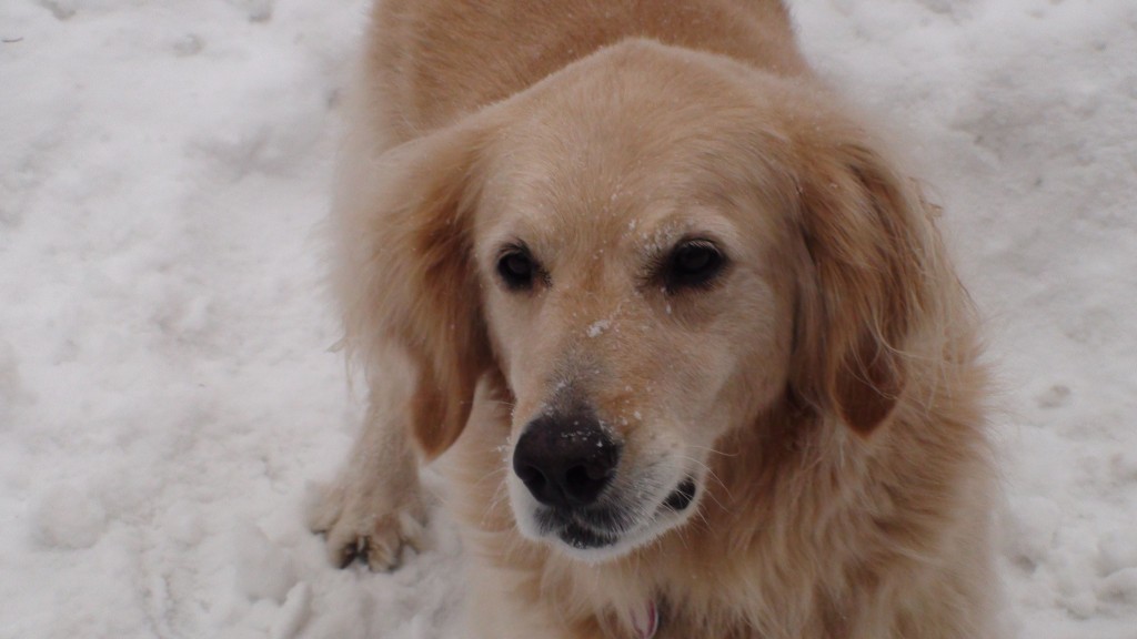 dog2