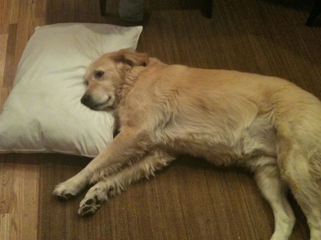 dog