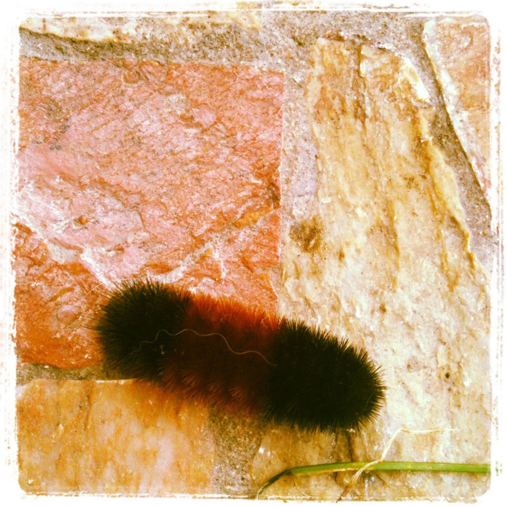 caterpillar